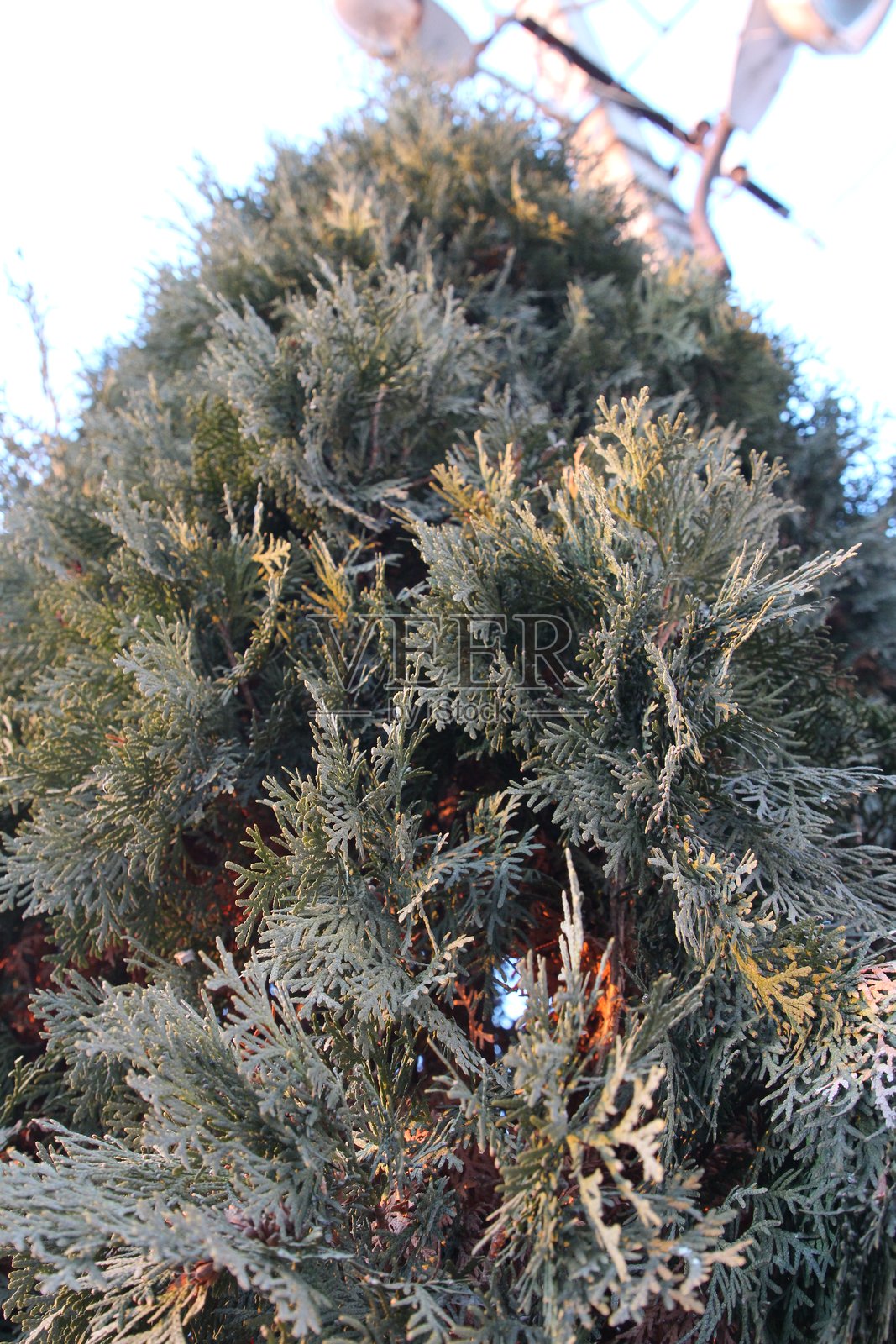 仙人掌的特写镜头照片摄影图片