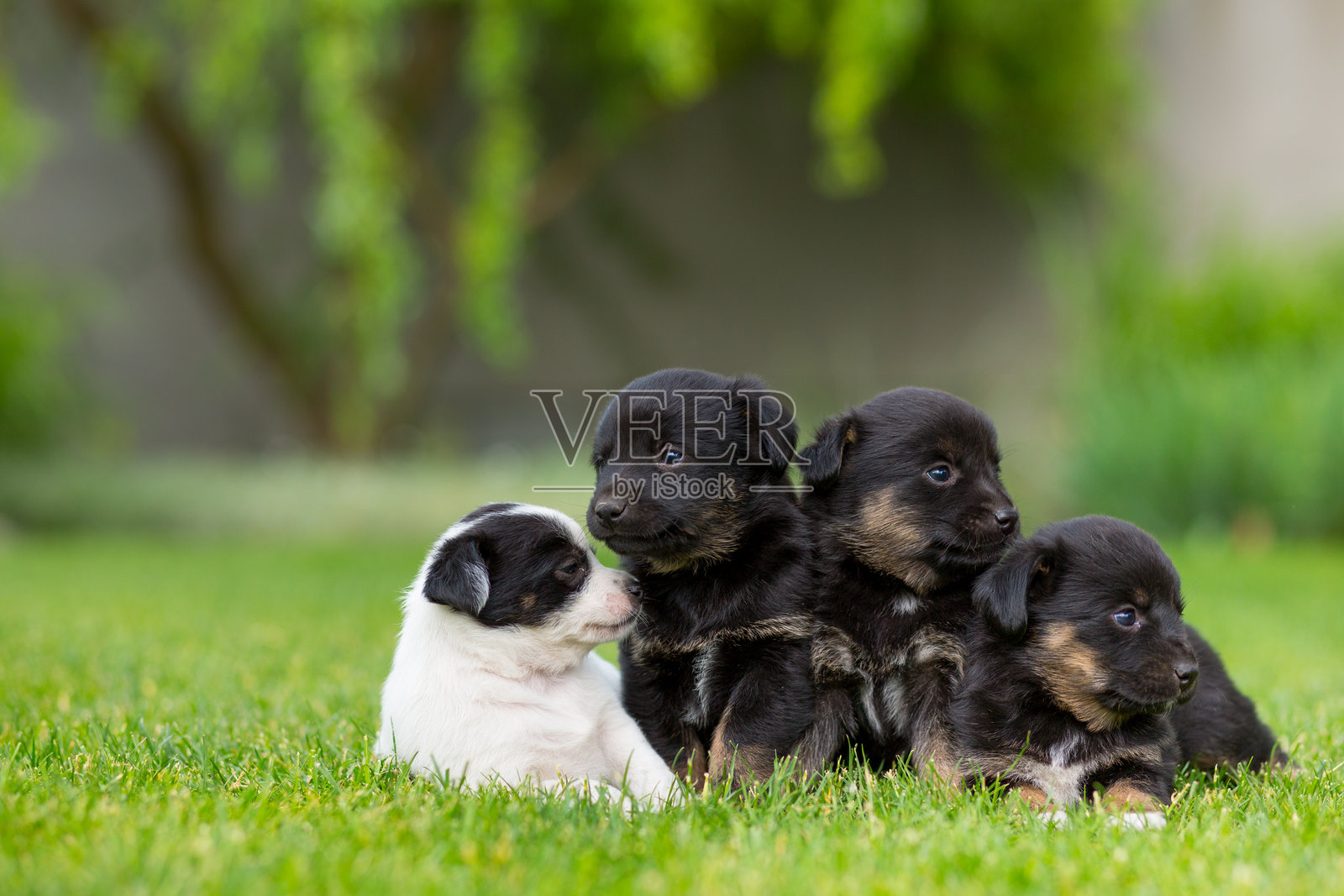 新生的杂种小狗在绿草坪上照片摄影图片