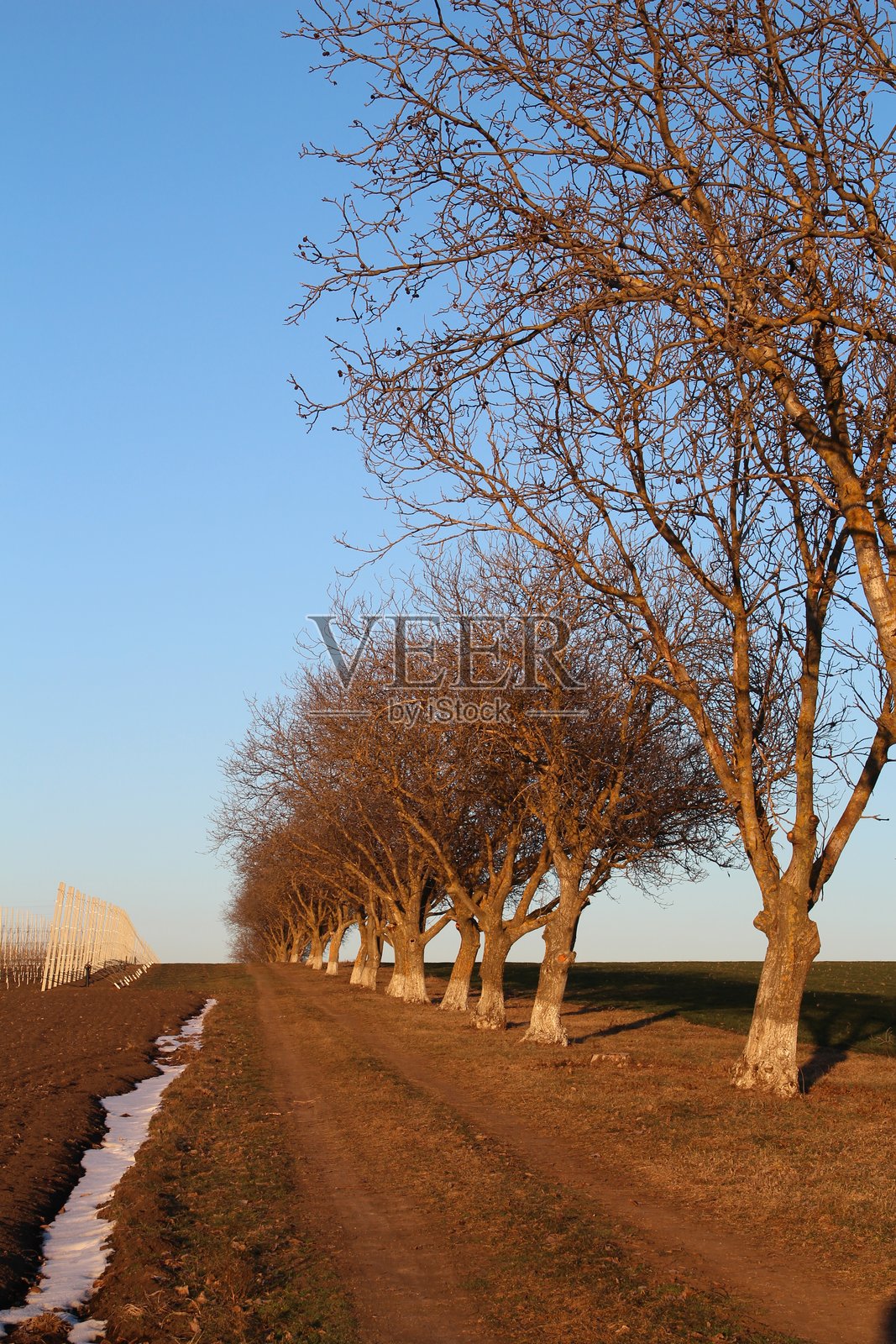 一条两旁有树木的土路照片摄影图片