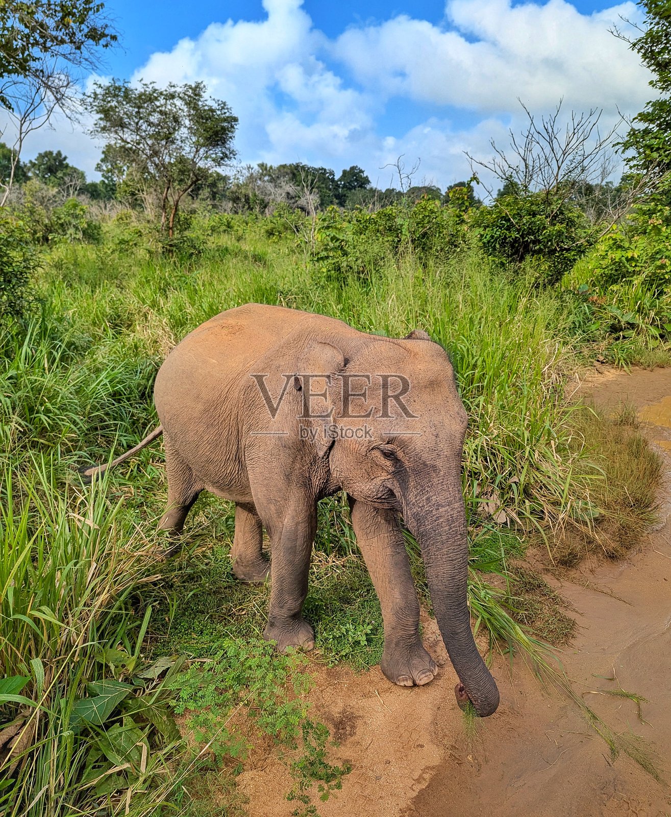 一头野生大象在斯里兰卡郁郁葱葱的自然景观中自由漫游，展示了该国丰富的野生动物。照片摄影图片