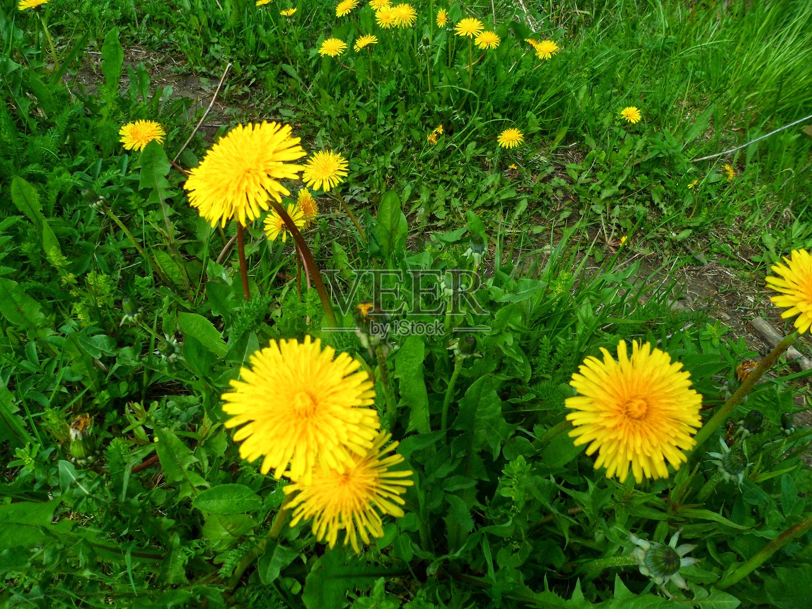 春天草地上的蒲公英盛开照片摄影图片