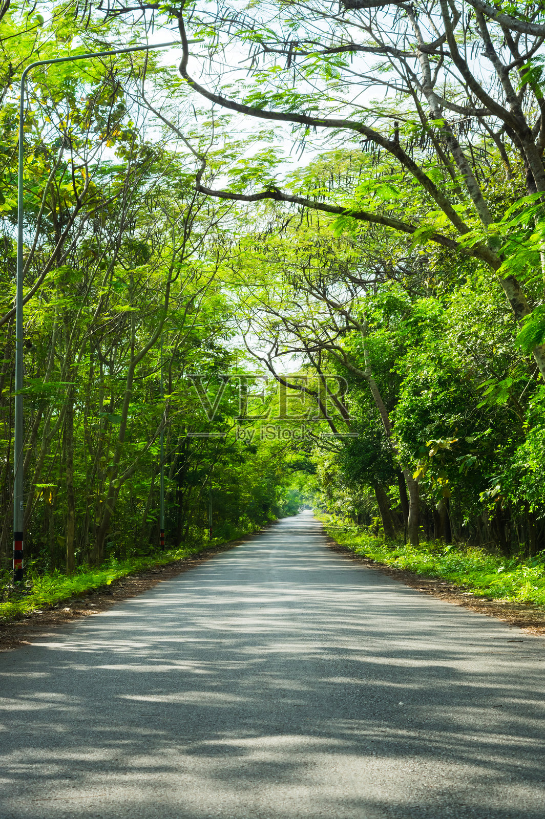 夏季森林中的小路。照片摄影图片