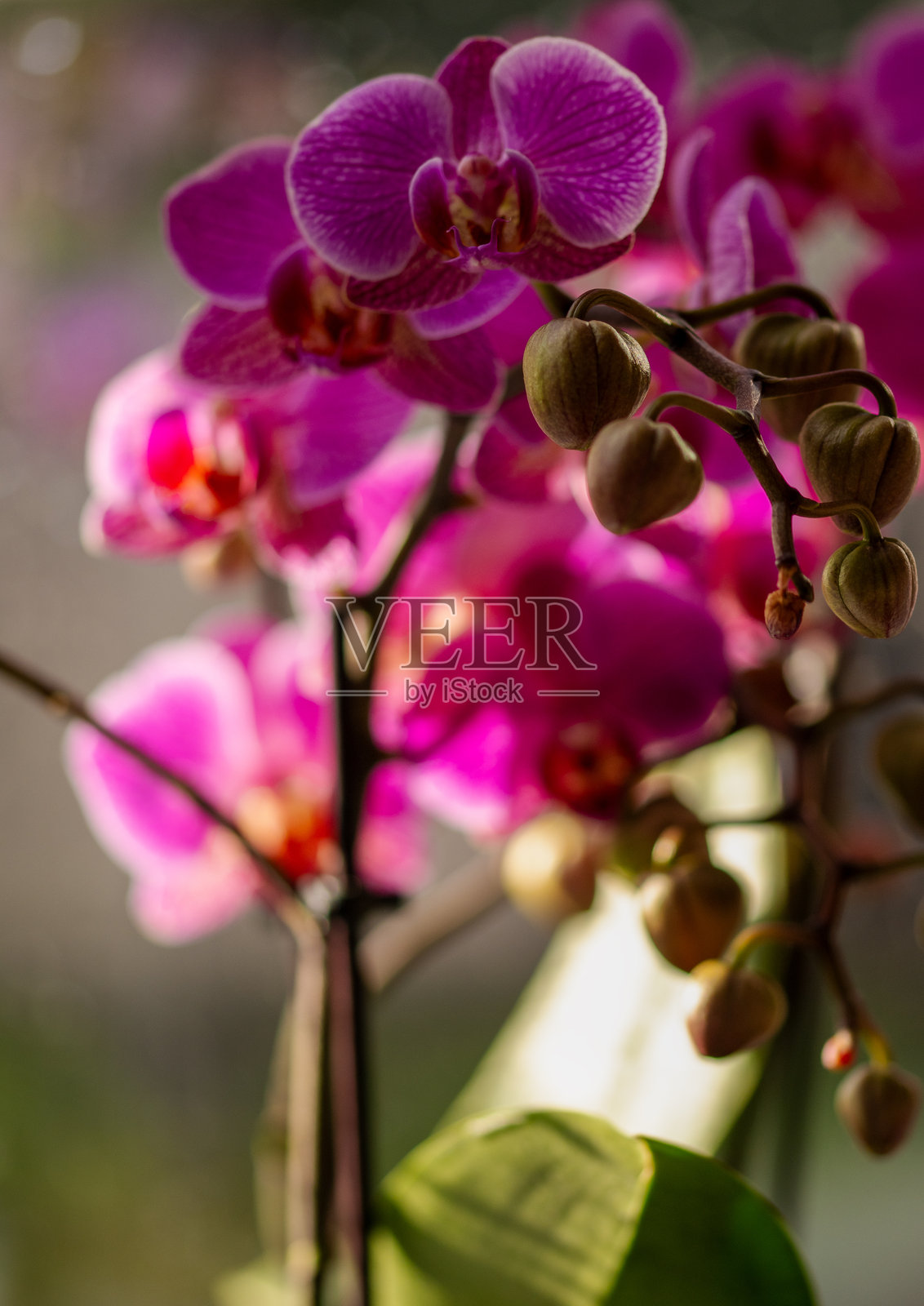 粉色兰花照片摄影图片