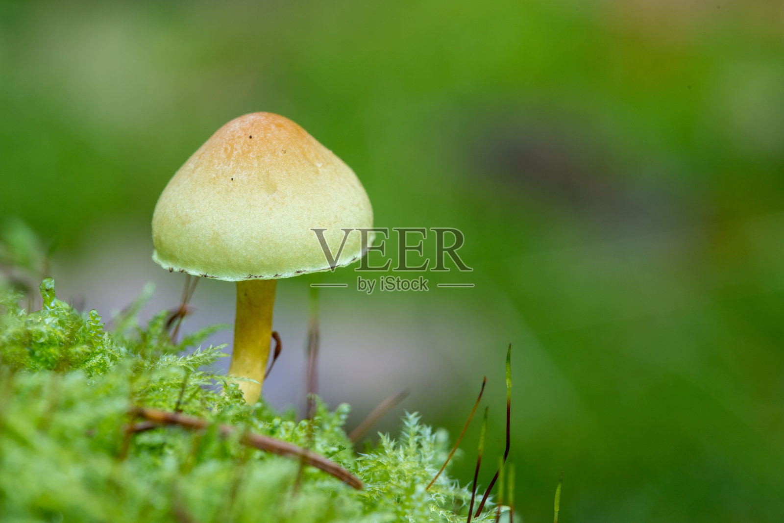 近距离拍摄的烟灰伞菌在树干上生长照片摄影图片