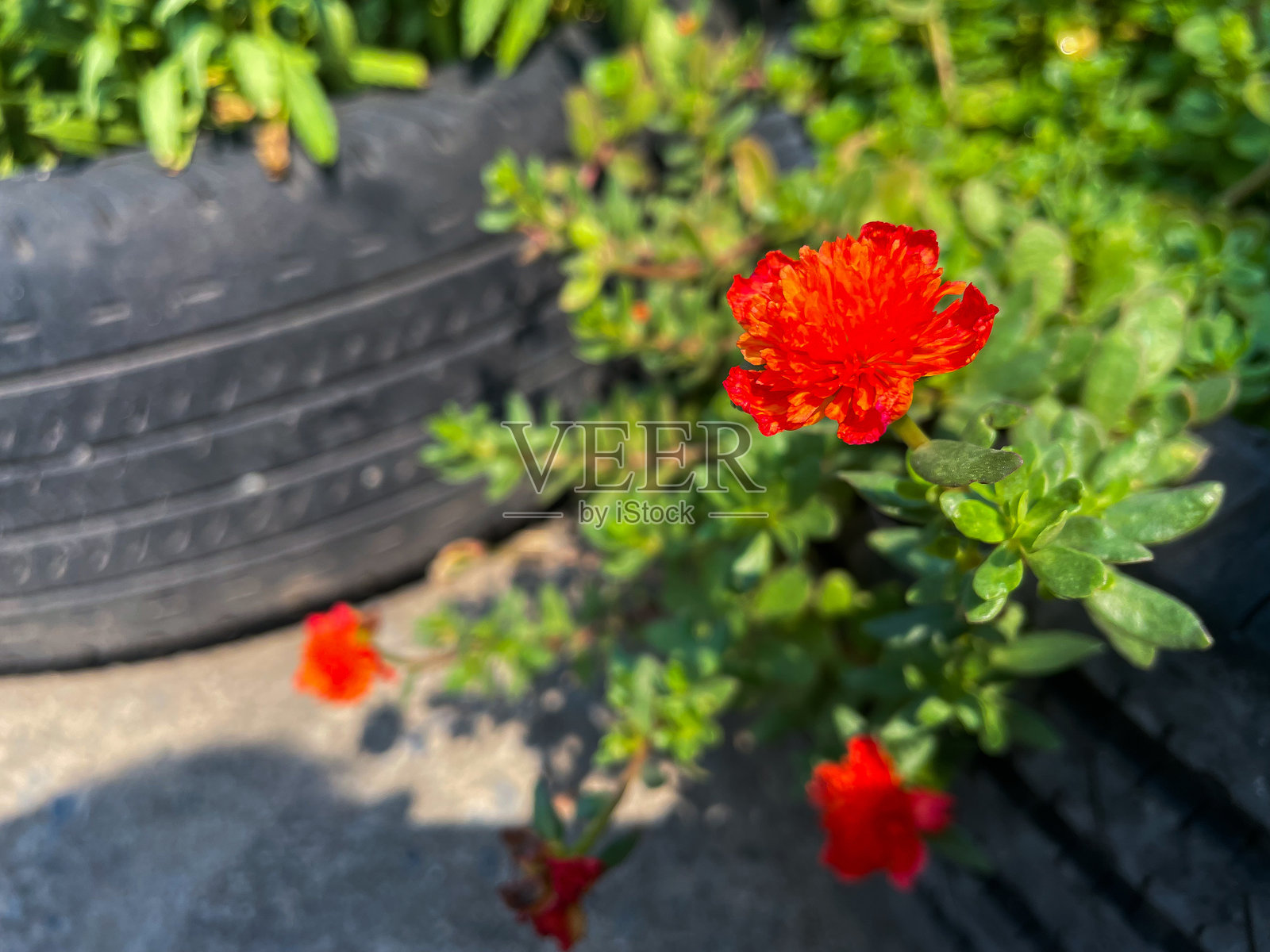 大花马齿苋照片摄影图片