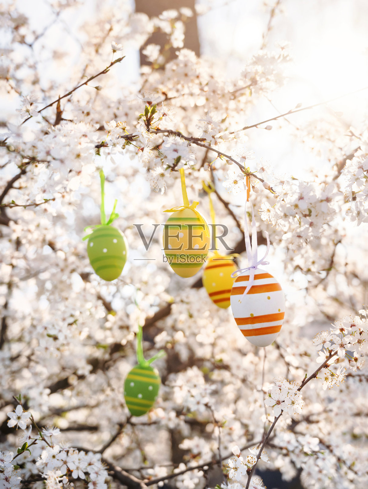 五彩缤纷的复活节彩蛋悬挂在公园或花园中盛开的白色树枝上照片摄影图片