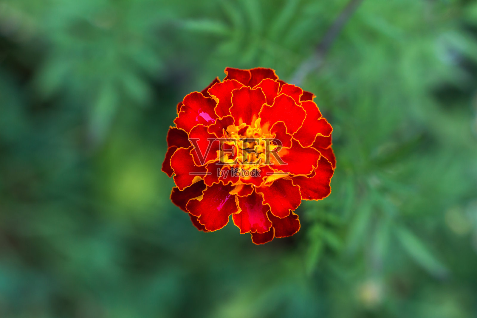 万寿菊花照片摄影图片