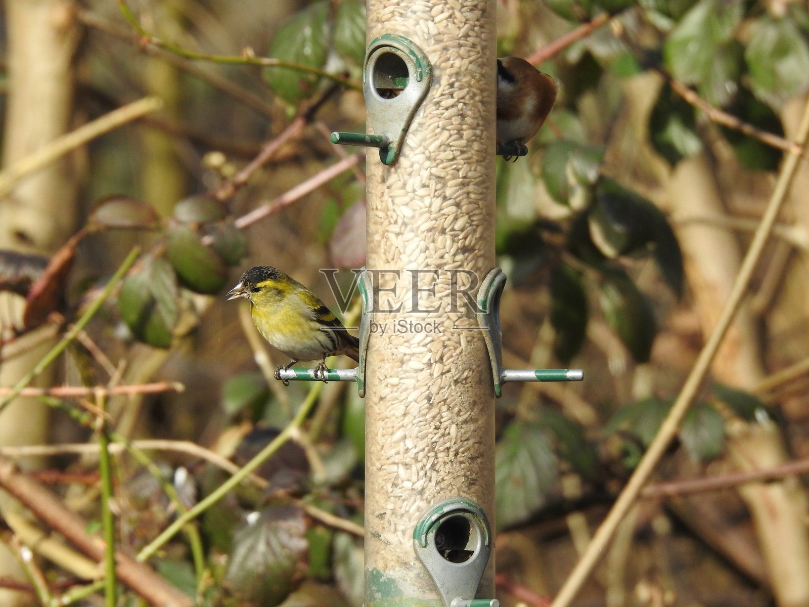 一只雄性金翅雀，头部微微转向，嘴里叼着种子，背对着它栖息的鸟食器。照片摄影图片