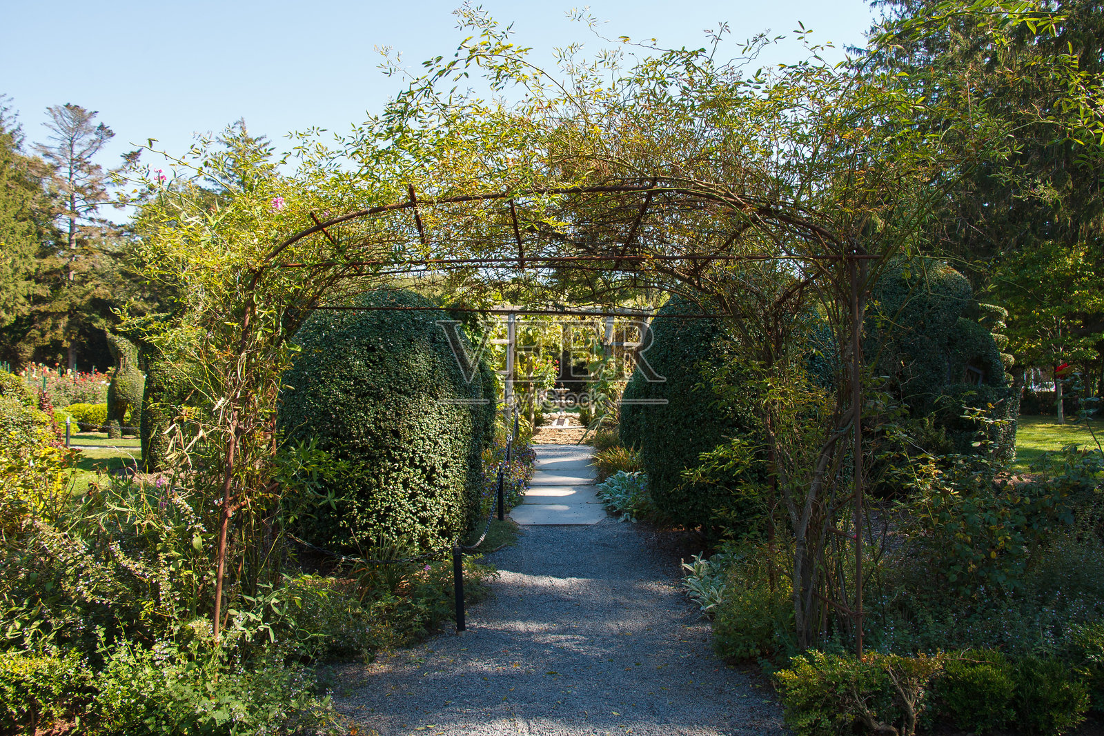 新港，罗德岛，美国的绿动物造型树木园，景观树木和小径照片摄影图片
