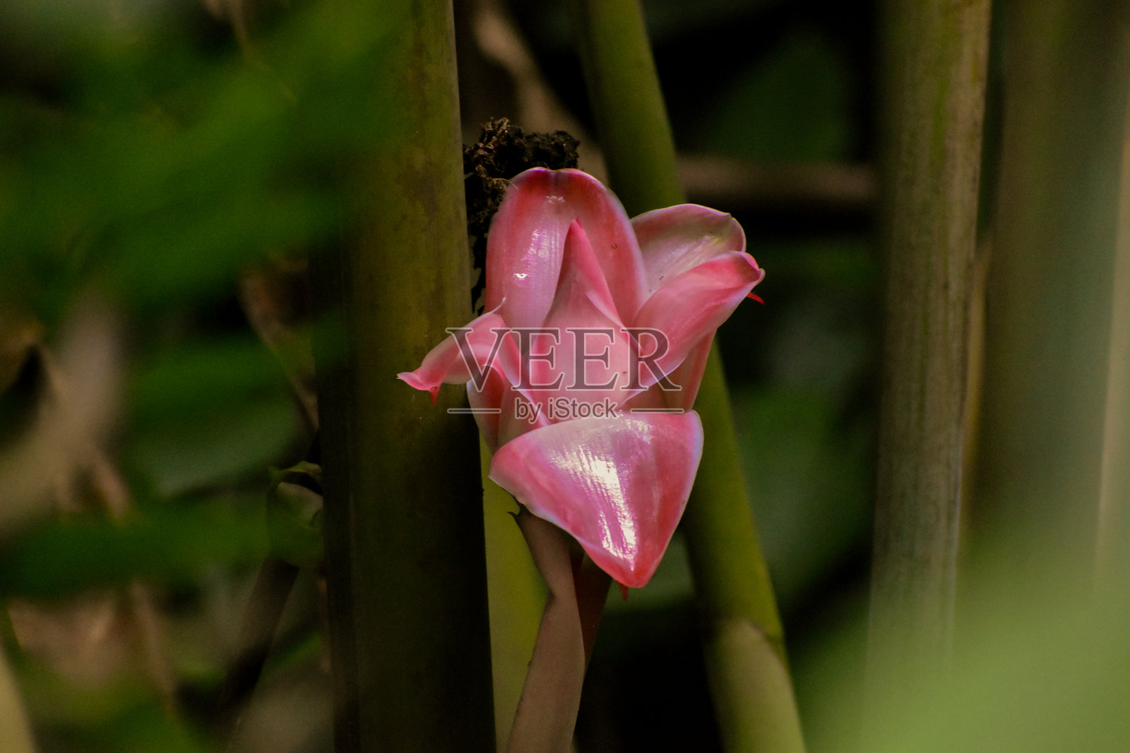 埃特林格花照片摄影图片