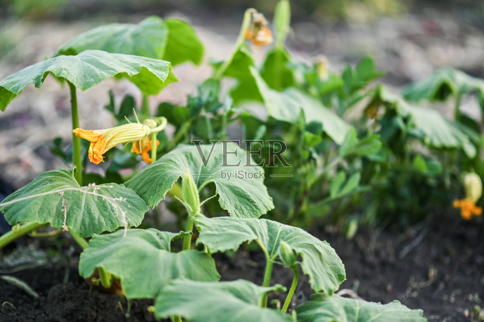 一株枯萎的开花南瓜植物照片摄影图片