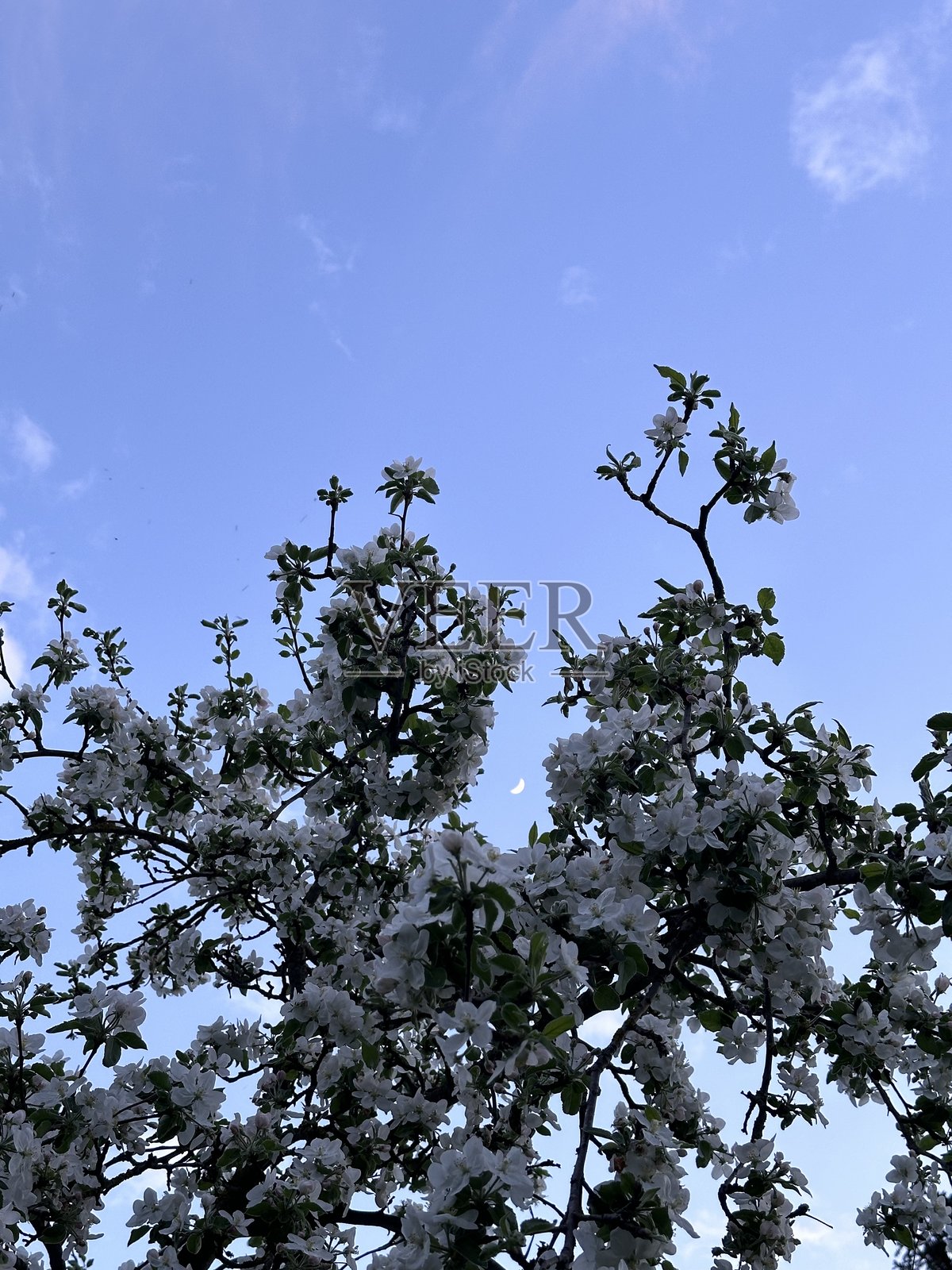 春天。苹果花。和月亮。照片摄影图片