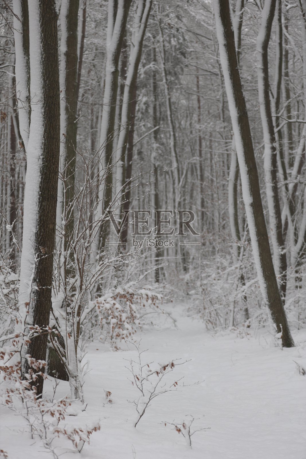 雪-covered森林小径照片摄影图片