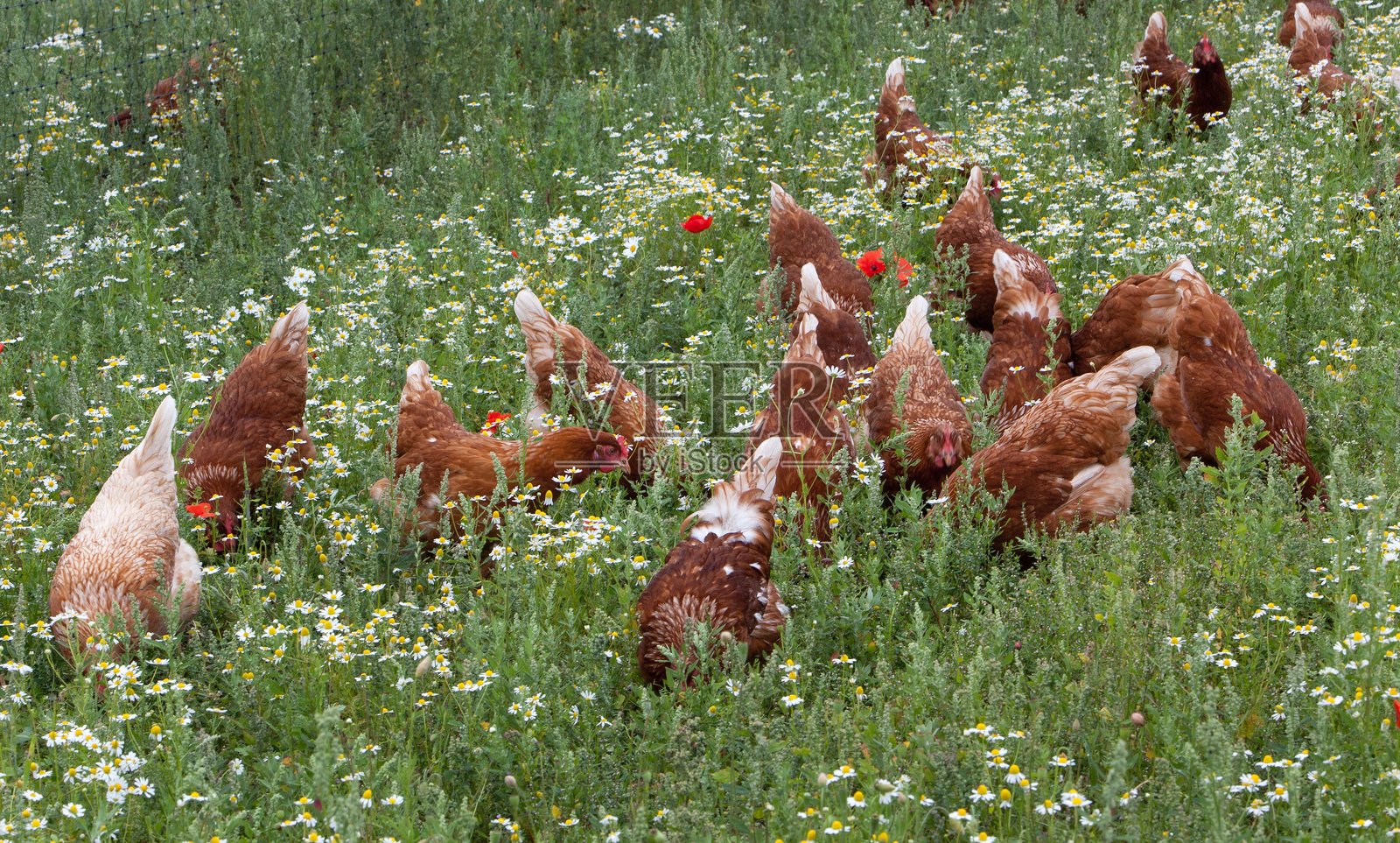 自由放养的鸡在花田中。乡村的鸡只养殖。照片摄影图片