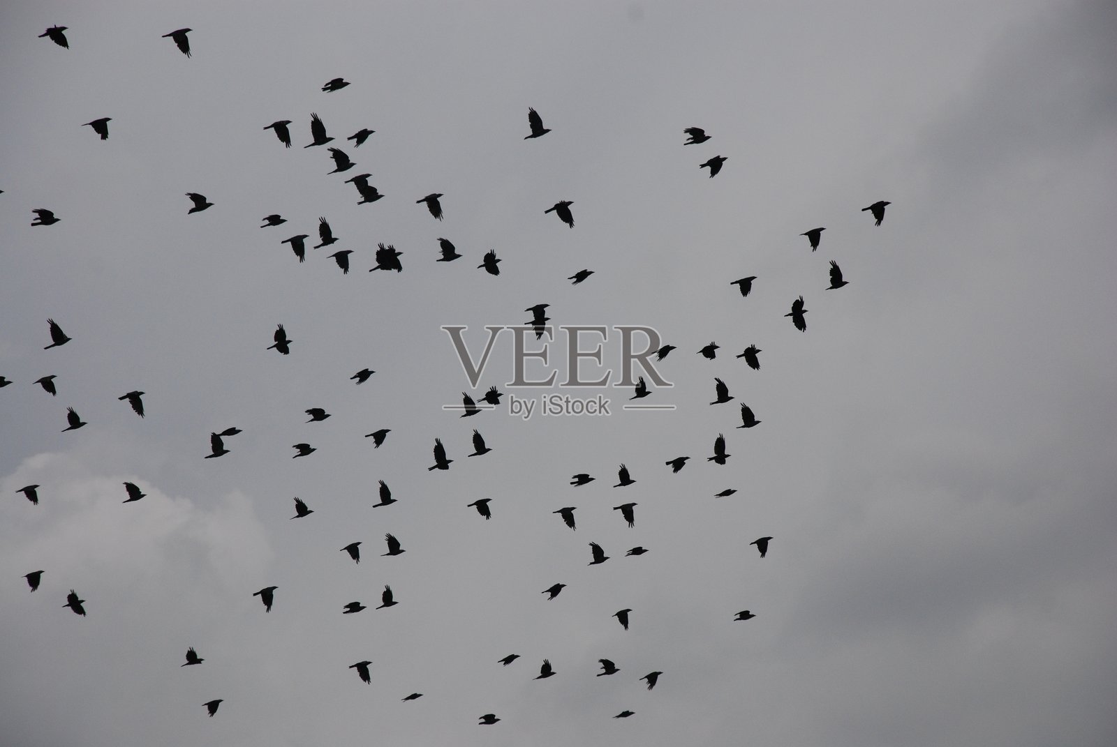 鸟群照片摄影图片