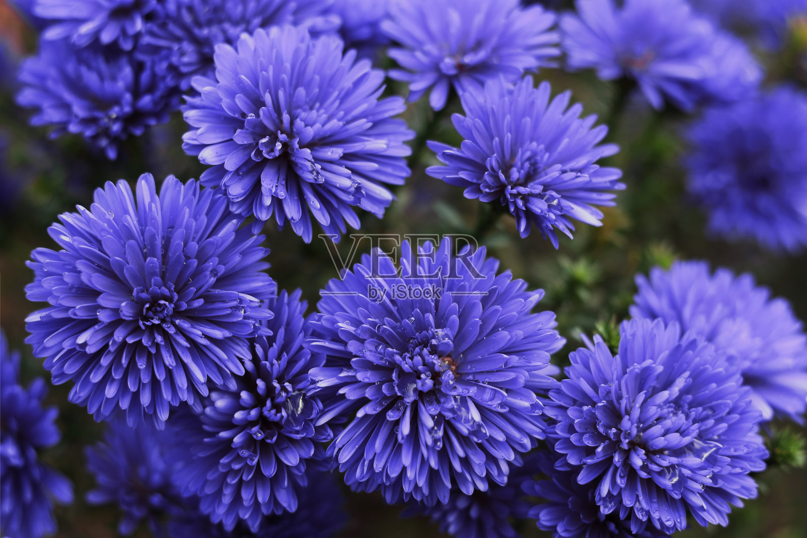 特写镜头下的鲜艳紫色的紫菀花上覆盖着露珠。照片摄影图片