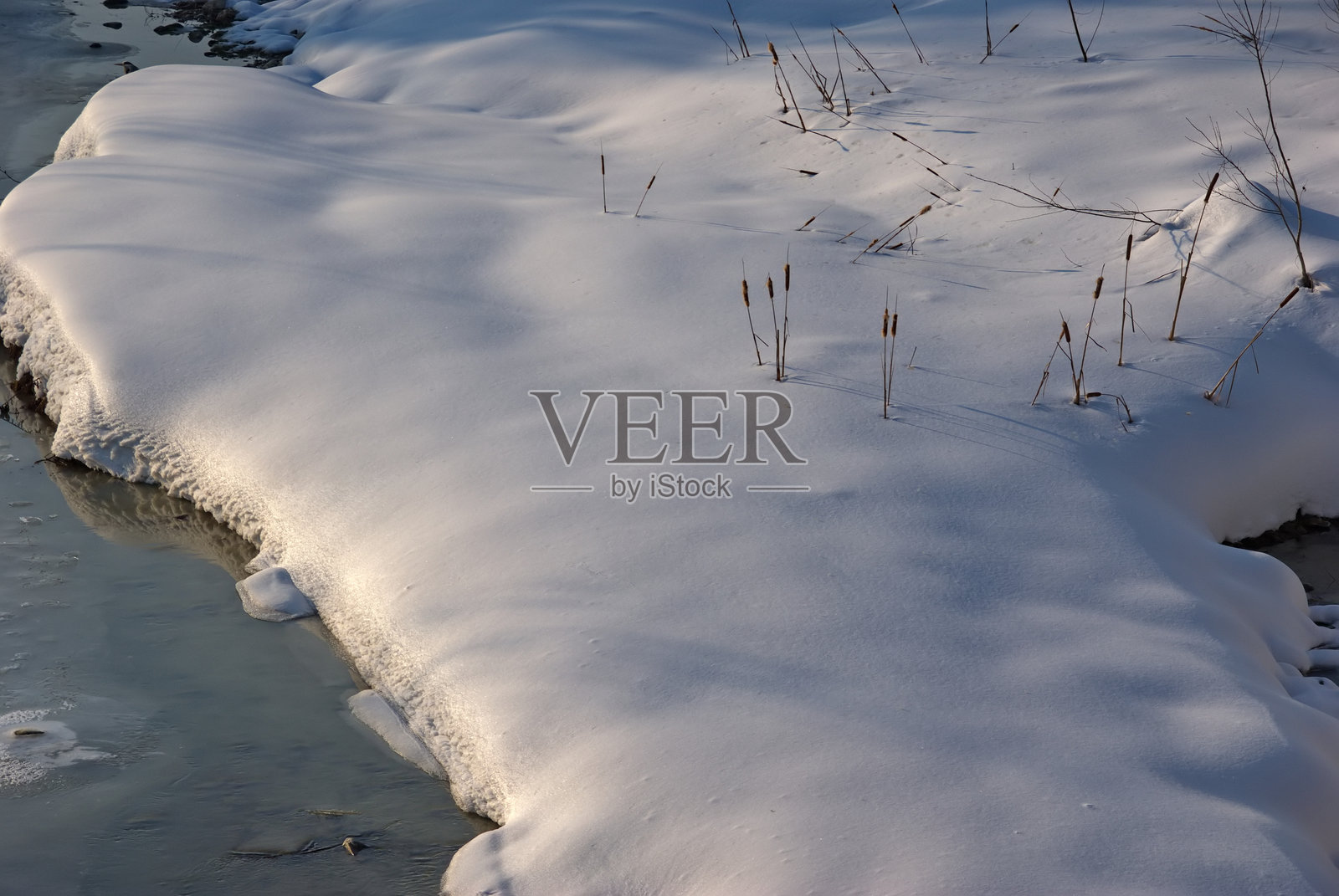 宽叶香蒲的花序在雪中间照片摄影图片