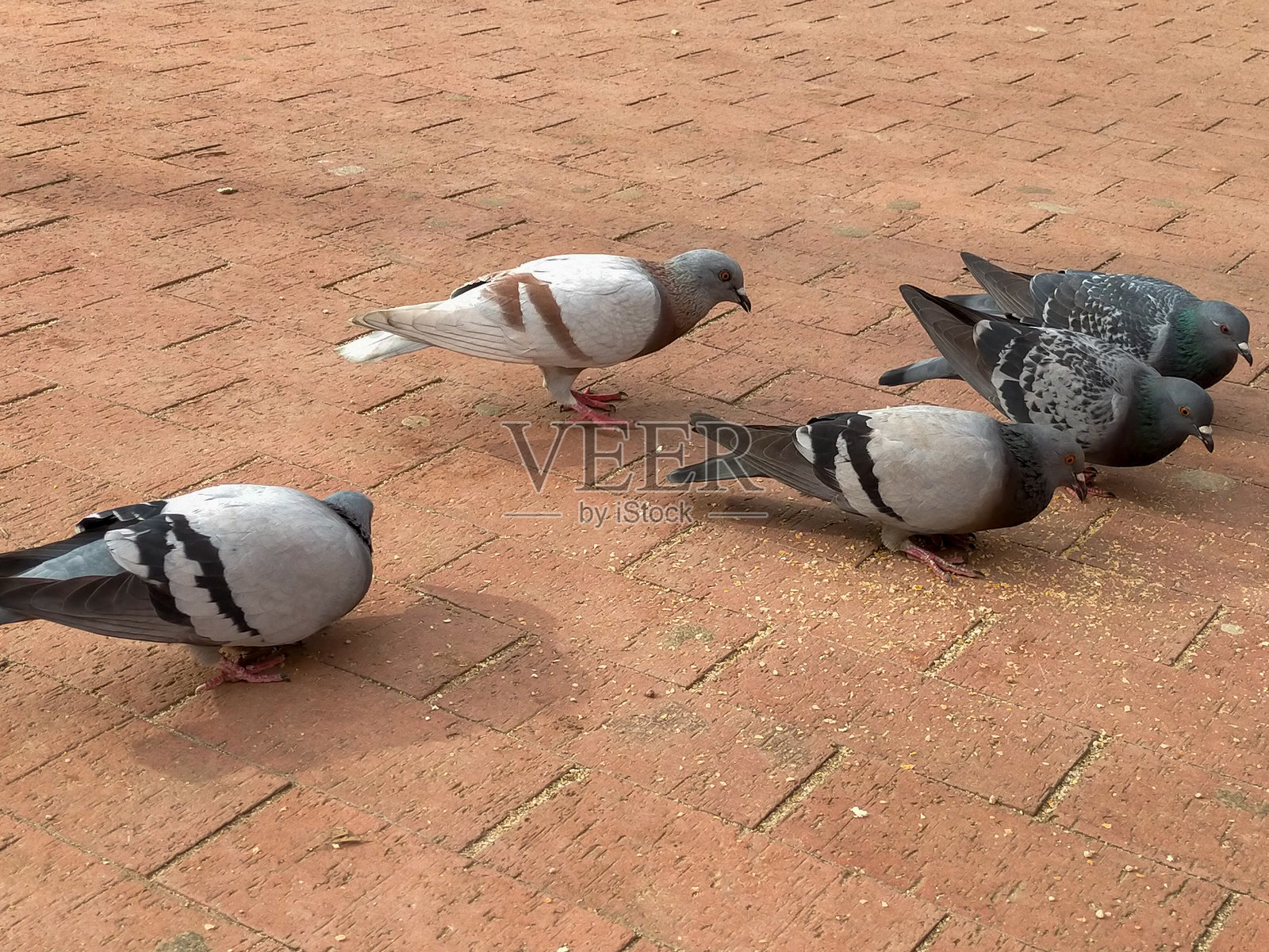 鸽子在吃面包屑照片摄影图片