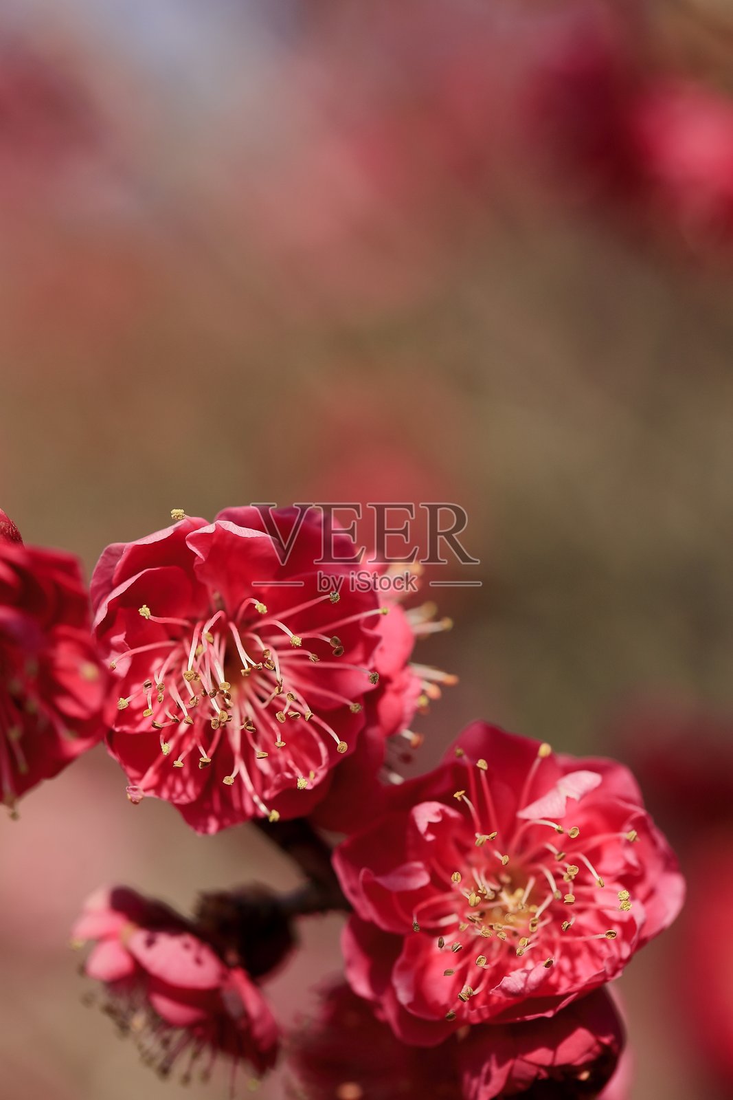 早春梅花照片摄影图片