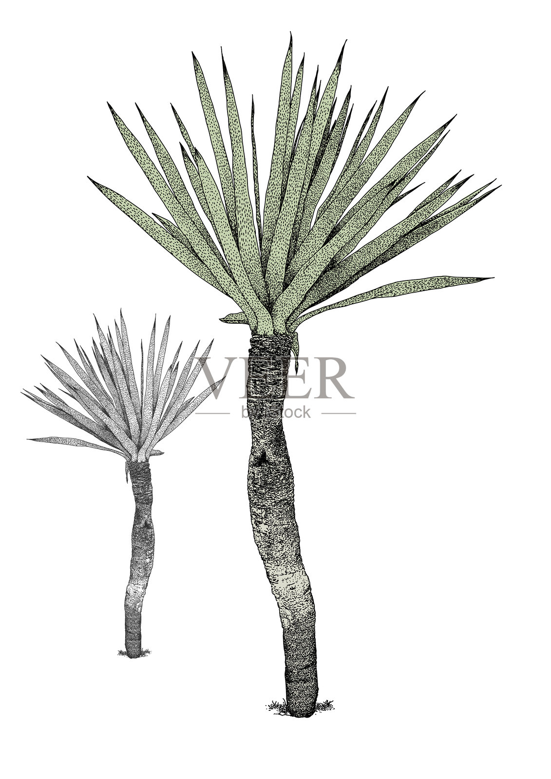 小棕榈树尤卡插画图片素材
