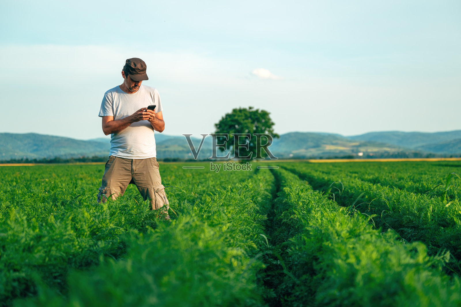农民在耕作的农业种植田中使用智能手机应用程序照片摄影图片