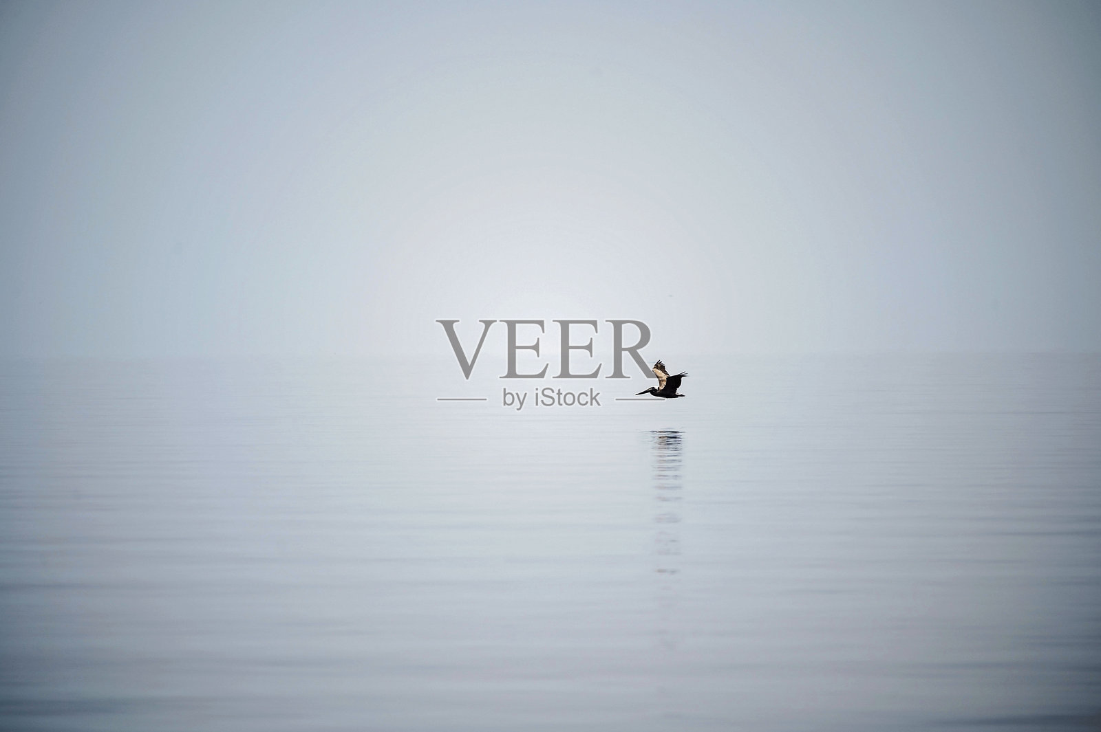 一只孤独的鹈鹕在平静的海面上滑翔，水面泛起柔和的倒影。照片摄影图片