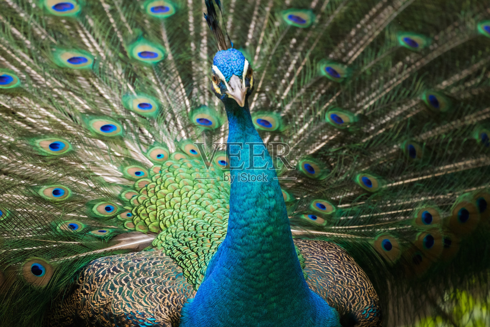 美丽的孔雀或称为印度孔雀，尾羽完全展开，栖息在马来西亚。照片摄影图片