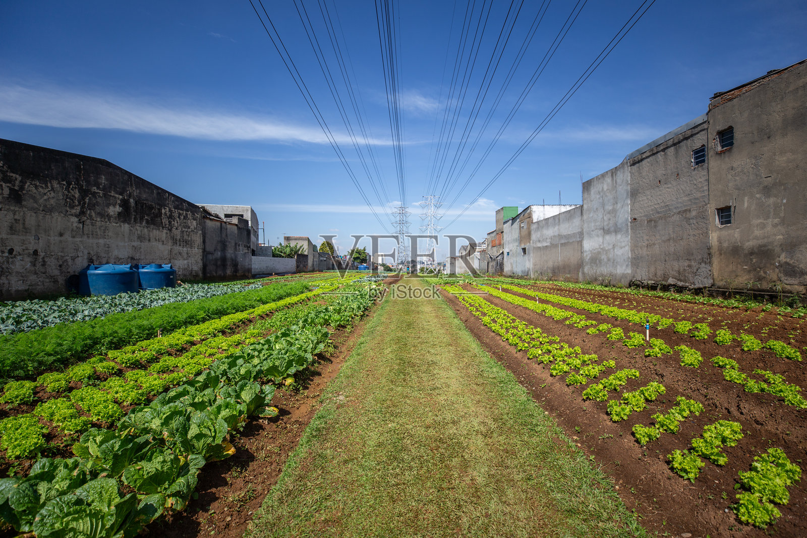 圣保罗东区圣马特乌斯社区的城市农业/花园照片摄影图片