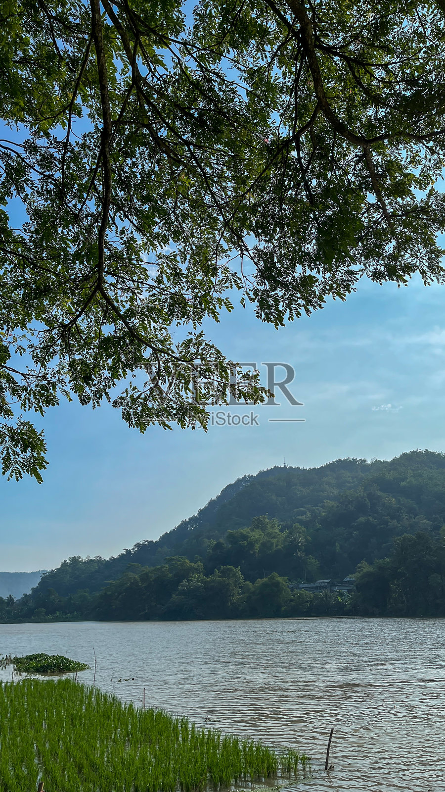 清澈蓝天下，绿丘和稻田环绕的风景河流景观照片摄影图片