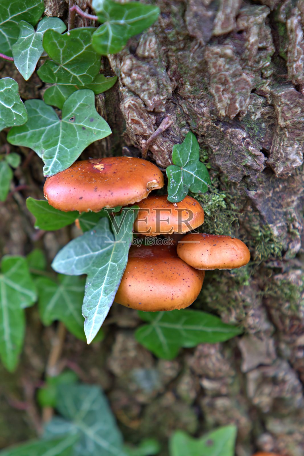 橙色托菌照片摄影图片