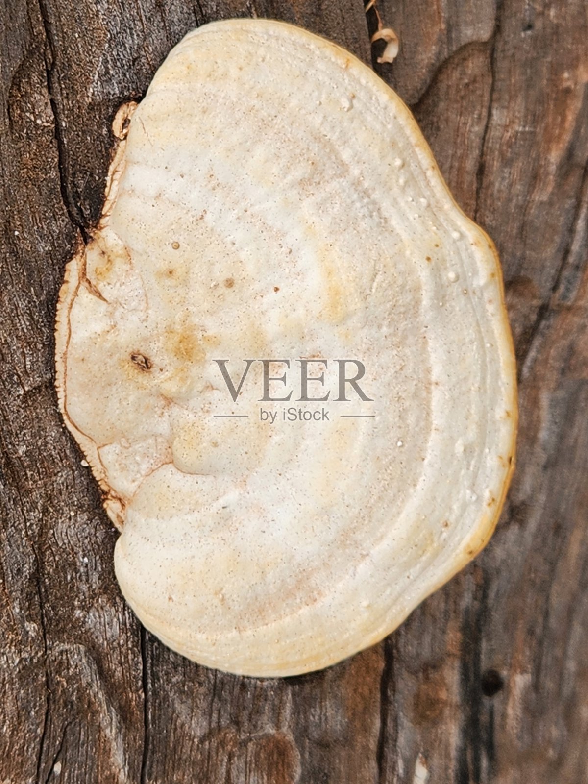 树桩上的扁平菌呈现出叠层扇形的生长，颜色从黄土色到棕色不等。其独特的鳃使其与其他多孔菌区别开来，表明它在环境中分解和循环营养物质的独特能力。照片摄影图片