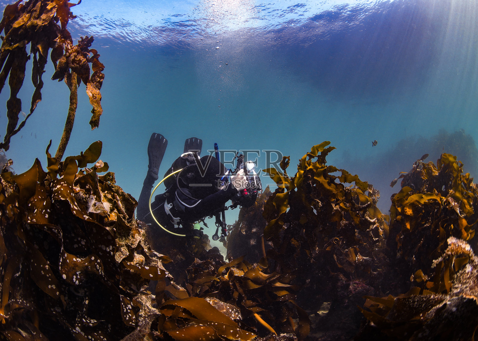 一名潜水员在水下用相机拍摄海藻。照片摄影图片