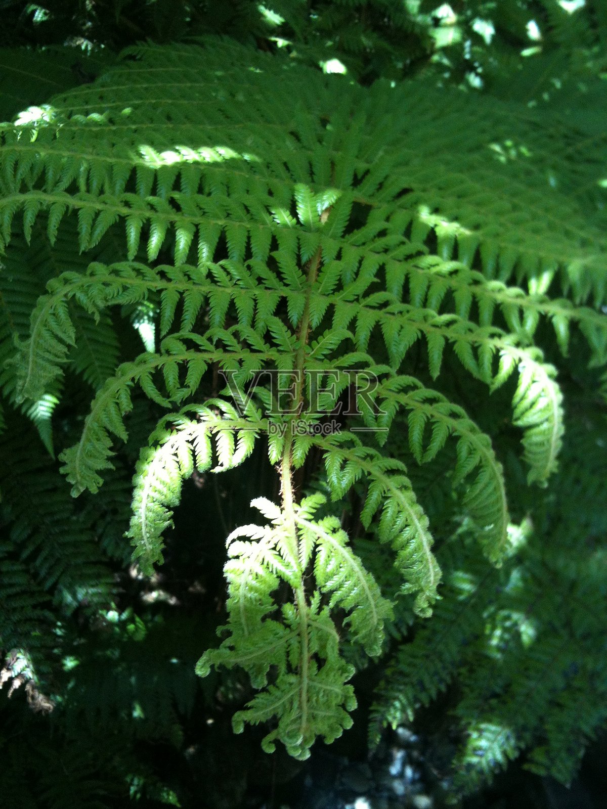 新西兰蕨类植物照片摄影图片