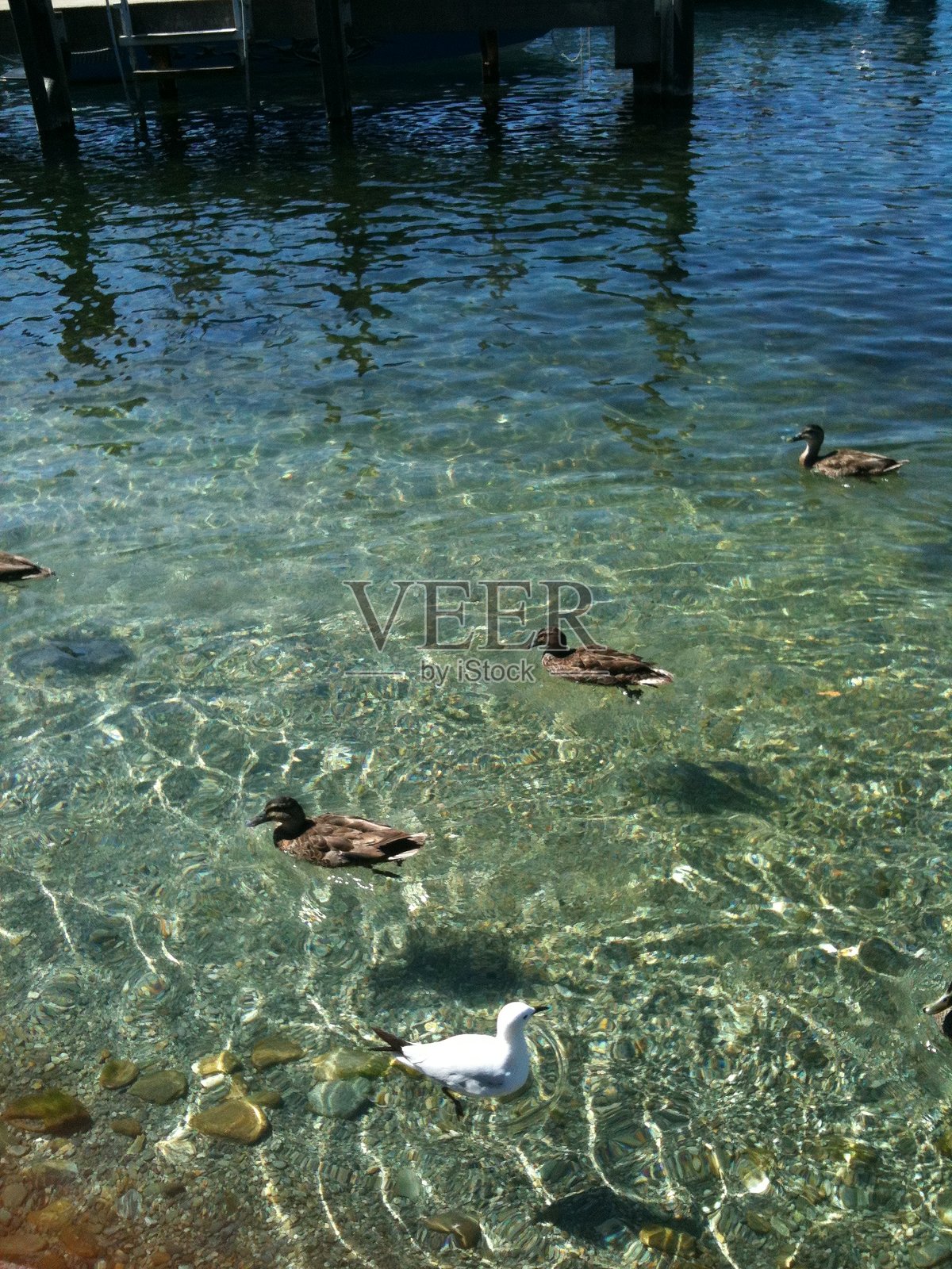 鸭子在湖上游泳照片摄影图片