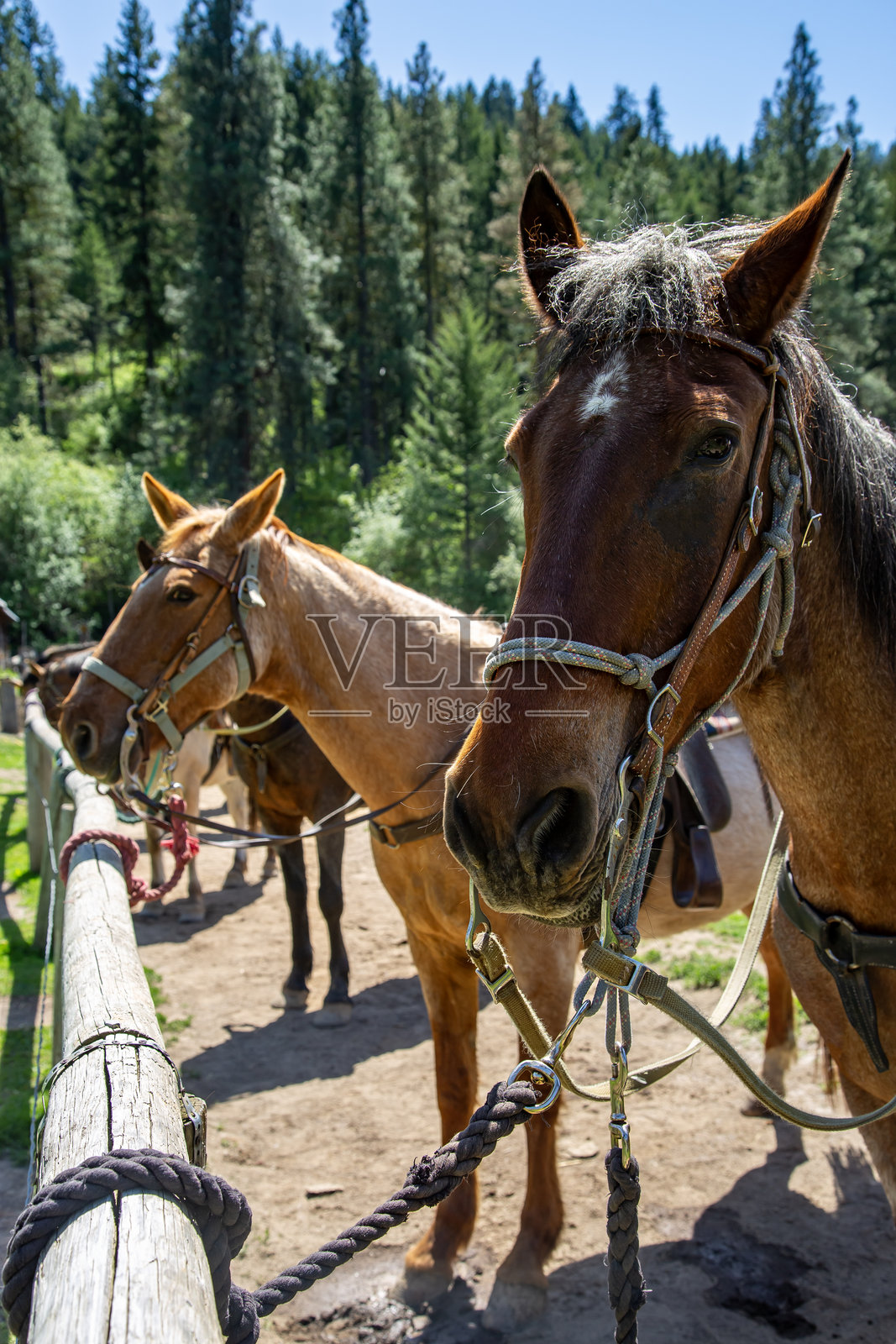 阳光明媚的日子里，马匹被拴在谷仓旁的栅栏上。照片摄影图片