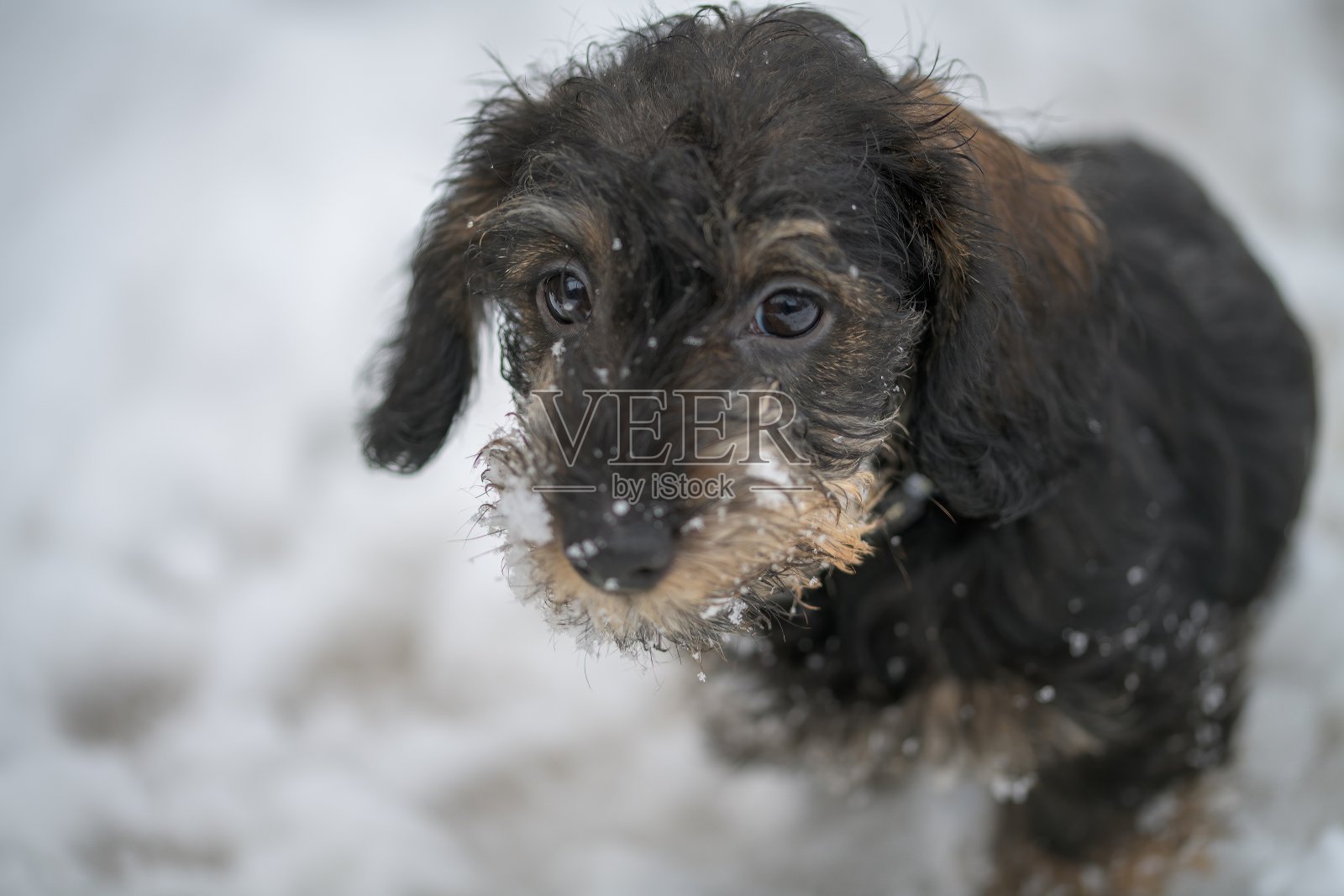 一只可爱而富有表现力的小狗，毛茸茸的特征坐在雪地上，直视镜头，散发出温柔和魅力。照片摄影图片