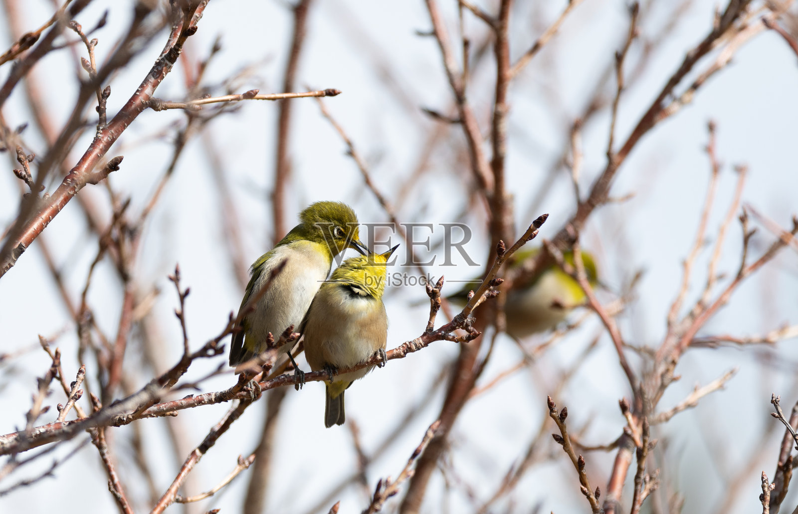 两只白眼鸟排成一行照片摄影图片