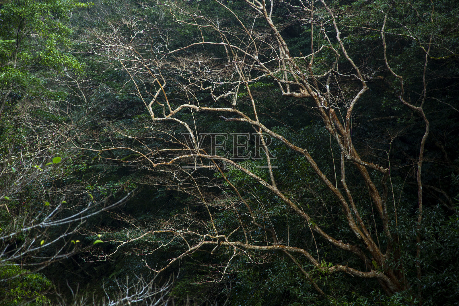 奄美大岛的自然景观令人着迷照片摄影图片
