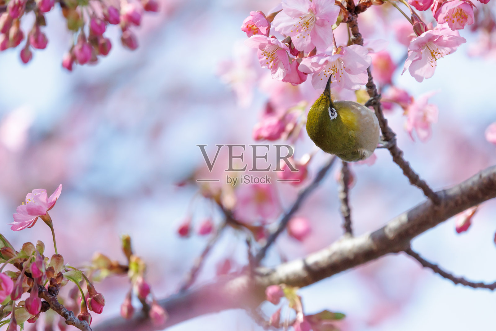 鸣叫的白眼鸟与河津樱花照片摄影图片