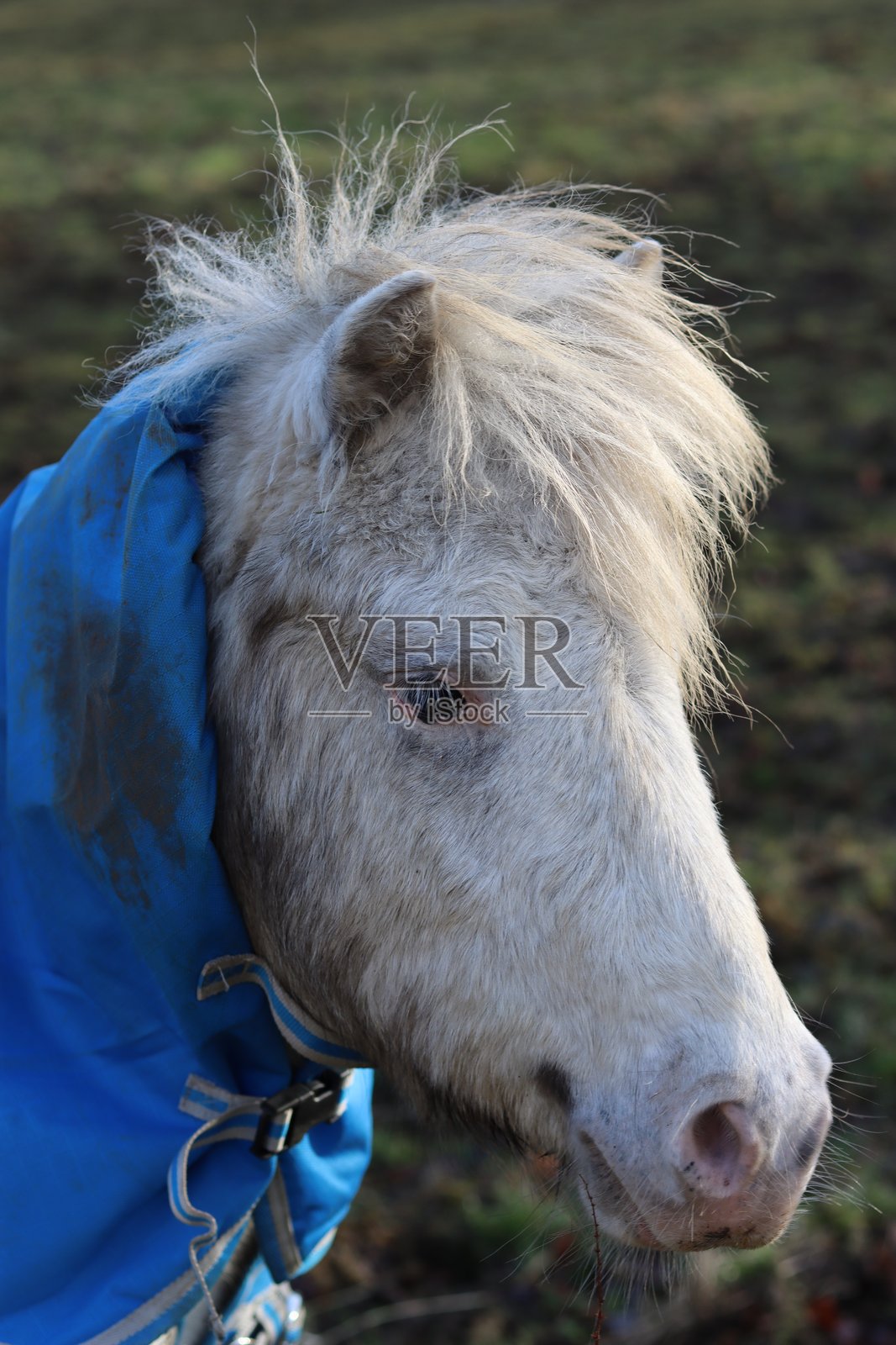 小马驹裹在马毯里照片摄影图片