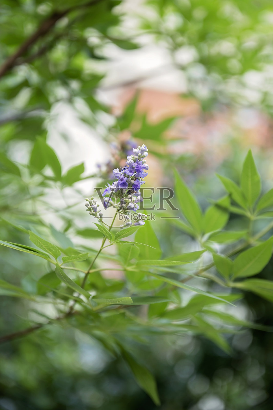 一朵娇嫩的紫色花朵在郁郁葱葱的绿叶中绽放照片摄影图片