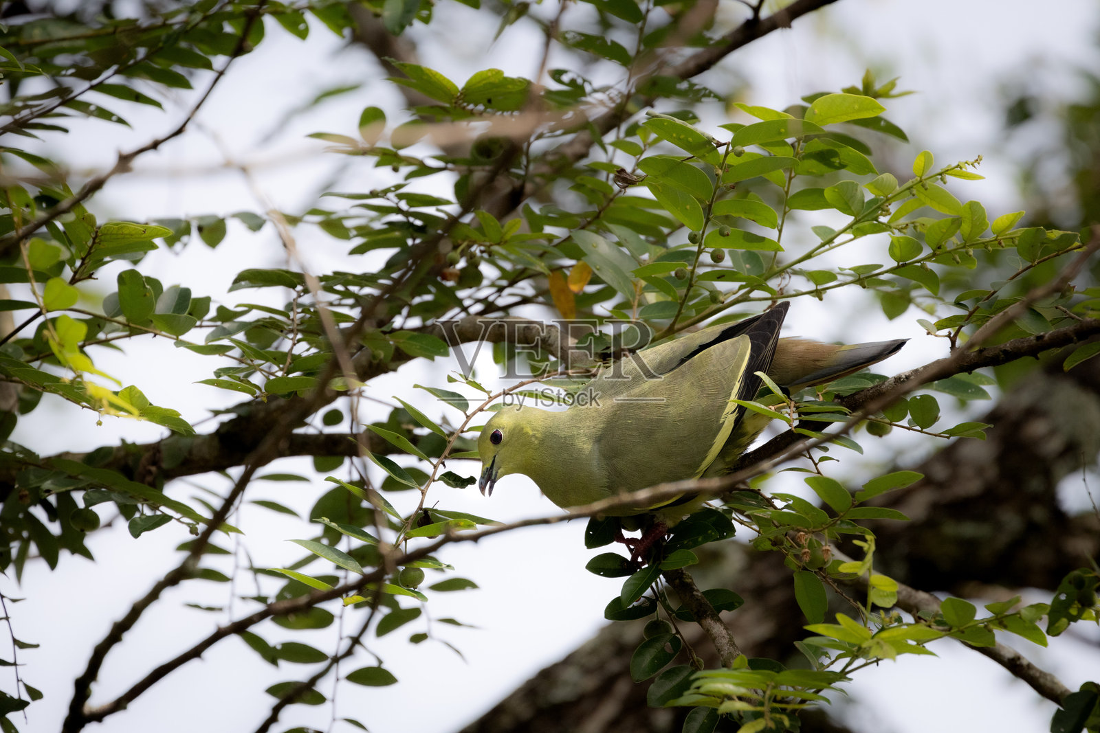 大绿鸠厚嘴绿鸠栖息在马来西亚树枝上的鸟照片摄影图片