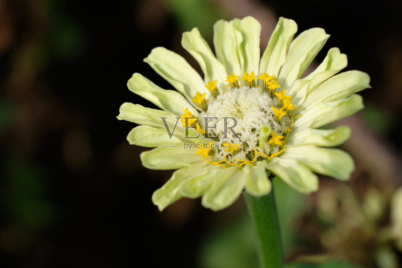 黄色百日草是一种在茎上盛开的花园花卉。照片摄影图片