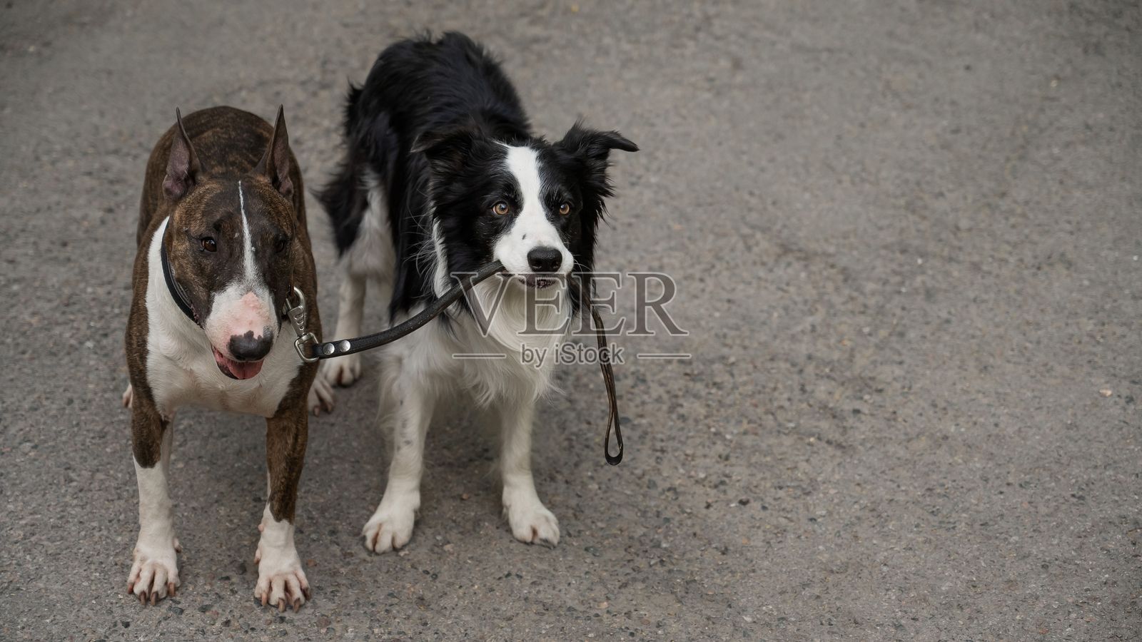 边境牧羊犬牵着斗牛犬的绳子。一只狗在带着另一只狗散步。照片摄影图片