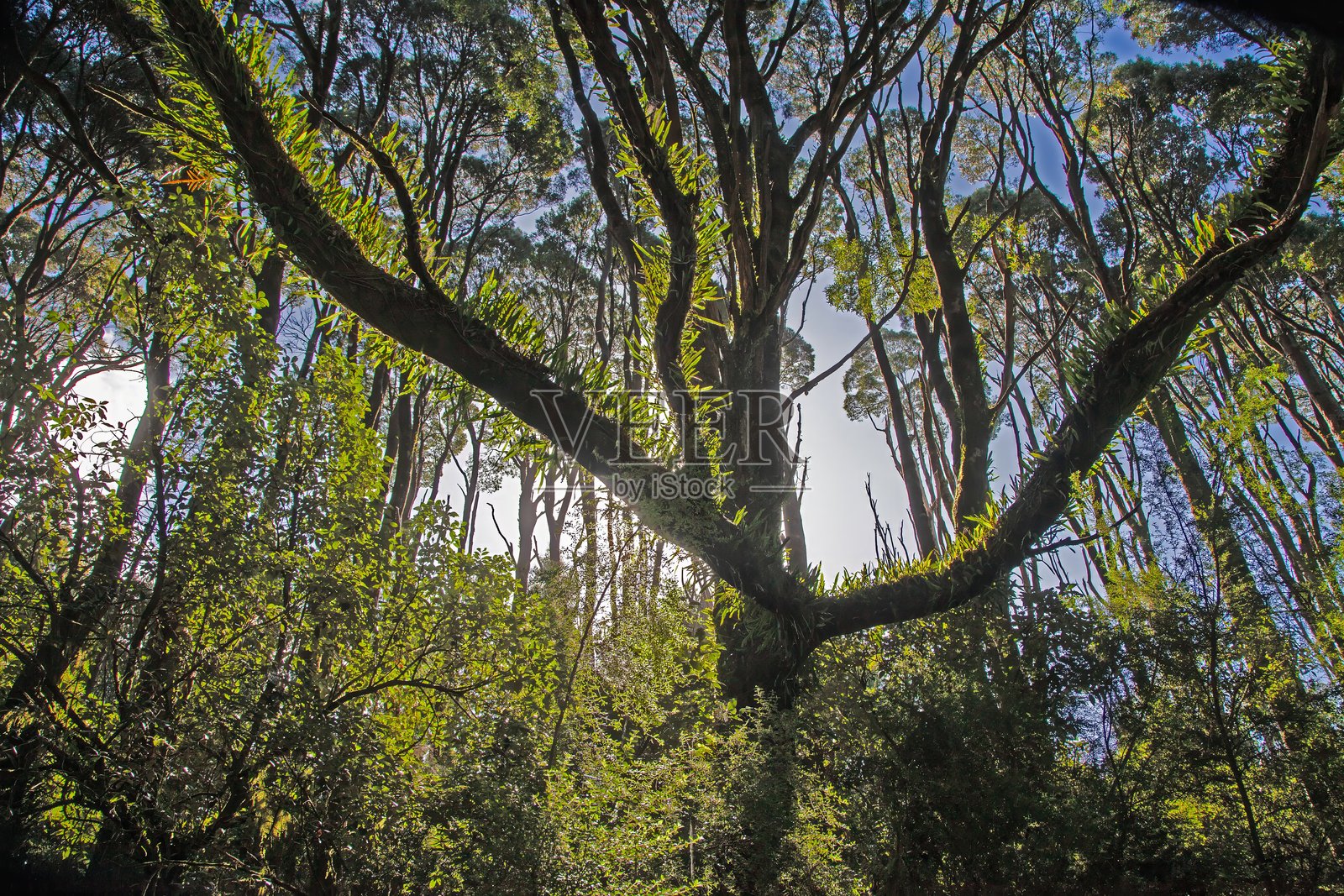 大奥特威国家公园内巨大的树木，拥有空中根系和郁郁葱葱的树冠照片摄影图片