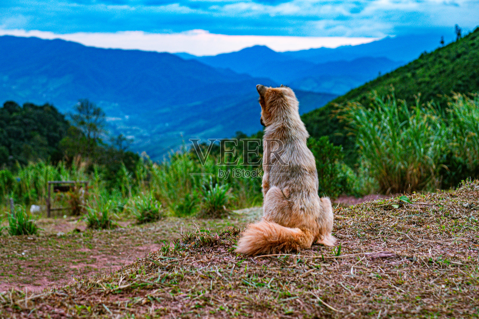 一只狗坐在怀吞帐篷区的山上，从高处俯视着南省的斯潘村。照片摄影图片