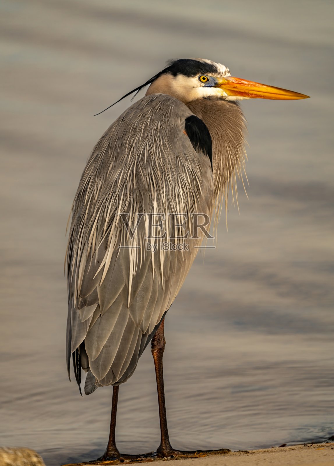 灰鹭在休息照片摄影图片