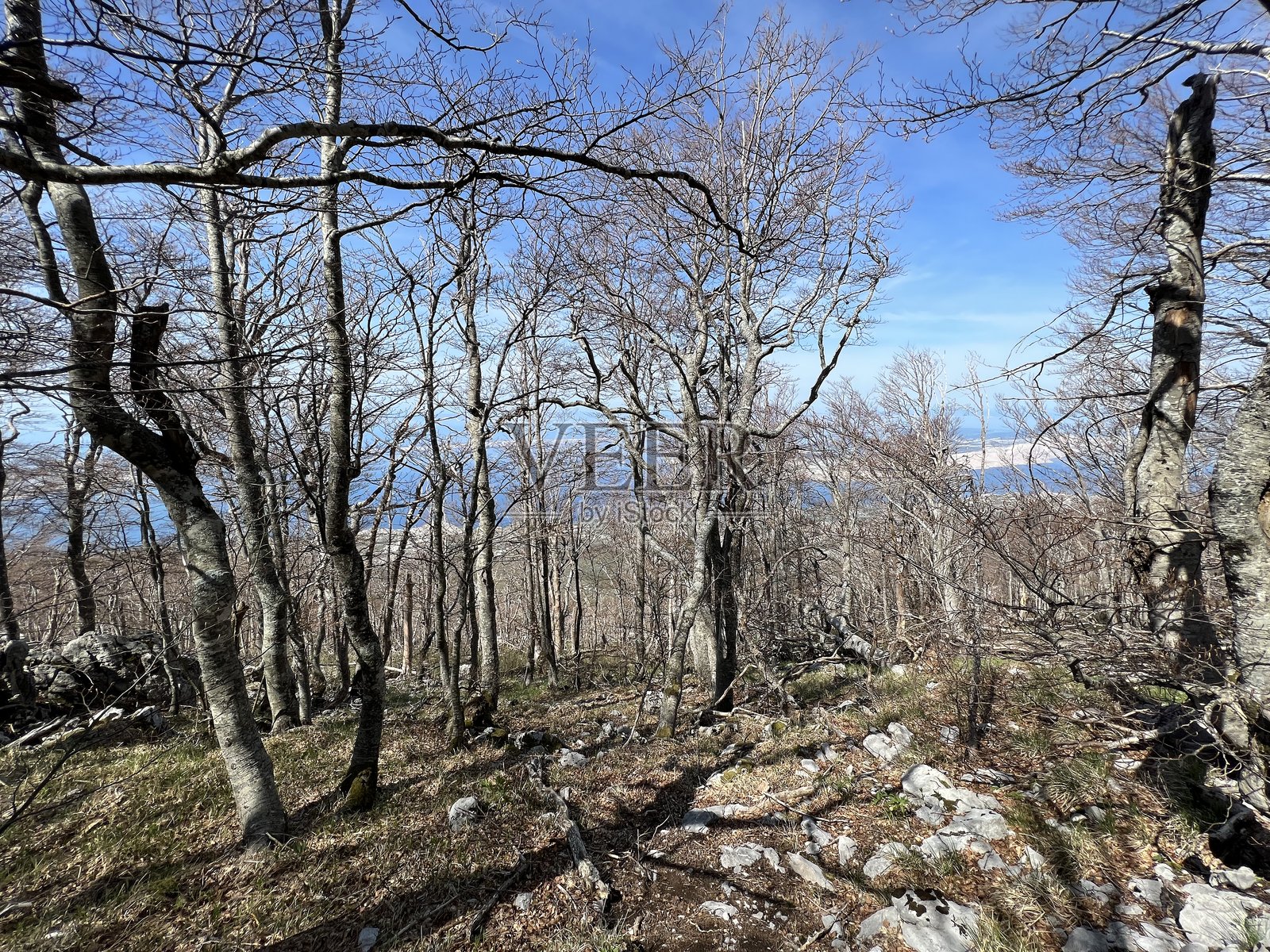 几年前经历毁灭性火灾后的混合落叶山地森林 - 克罗地亚北维莱比特国家公园照片摄影图片