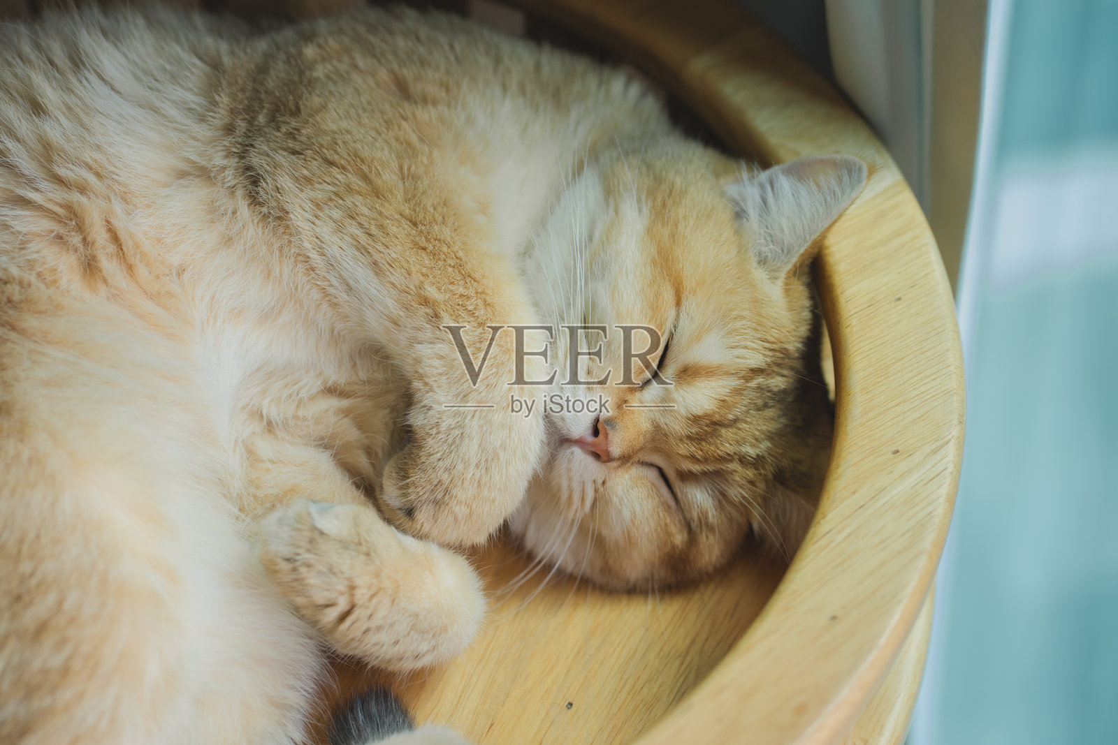 宠物护理概念，英国短毛猫在客厅放松和睡觉照片摄影图片