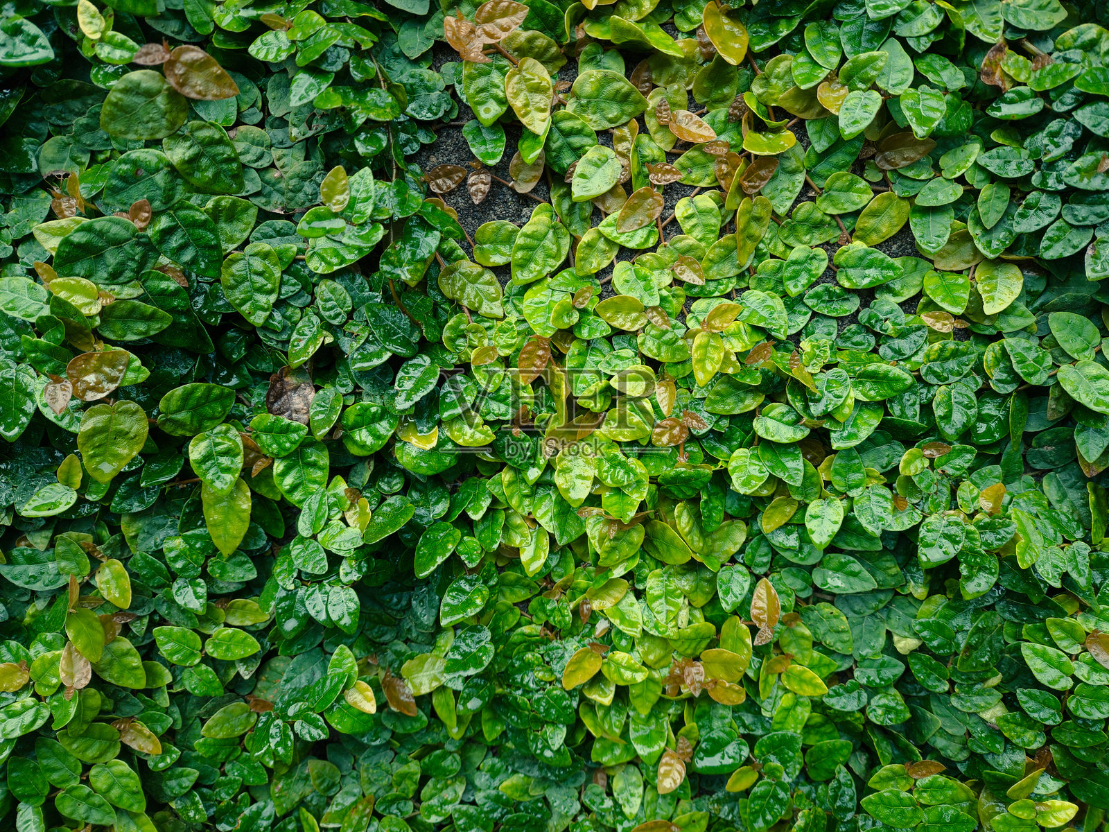 绿色爬藤榕的背景和表面（纹理），以及墙面垂直花园装饰照片摄影图片
